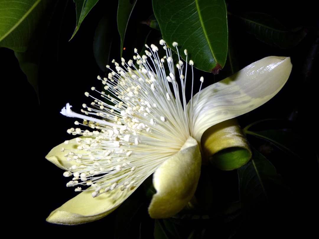 Fiori australiani a Torino consulenza consulto personale - Boab è il fiore del Baobab australiano, uno dei 69 fiori del bush australiano scoperti da Ian White