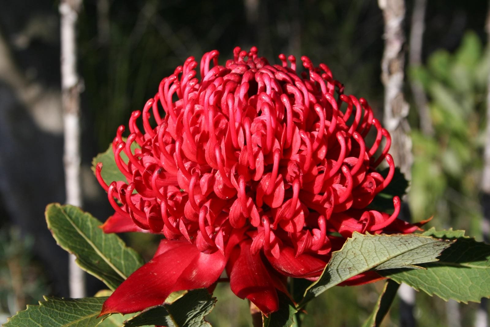 Consulenza Fiori Australiani per una miscela personalizzata, in studio e online