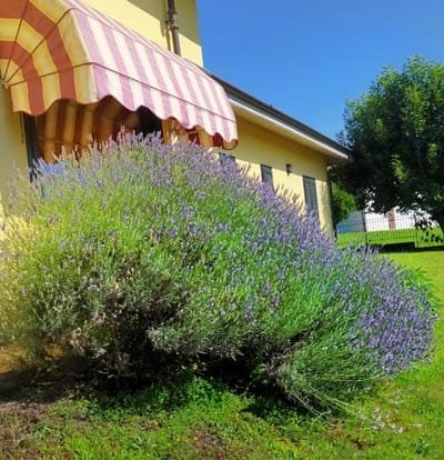 La mia riserva personale di lavanda fresca per realizzare oleolito di lavanda potenziato dai Fiori di Bach e Fiori Australiani