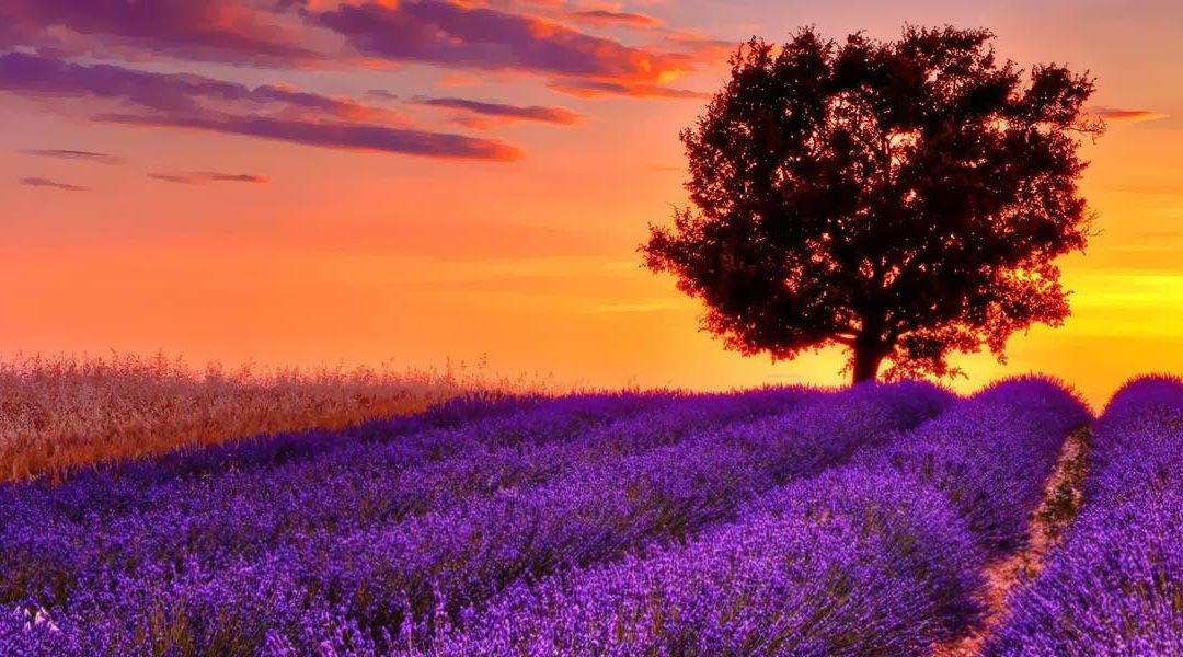 Fiori di Bach e Fiori Australiani a Torino, Costellazioni Psicogenealogia