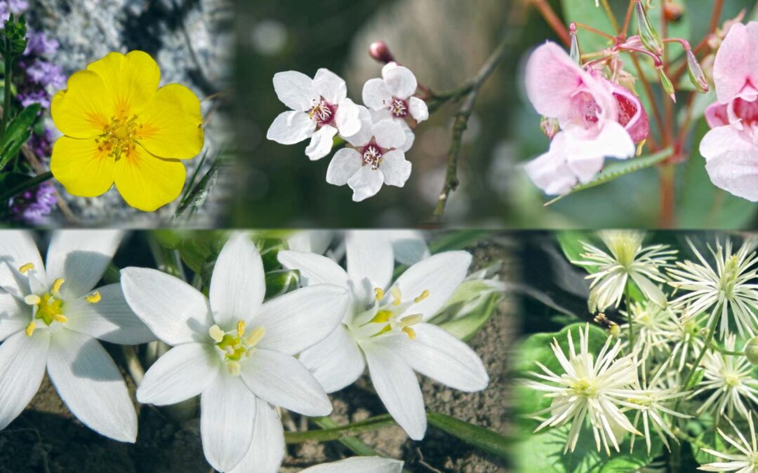 Rescue Remedy: guida sul rimedio di soccorso dei Fiori di Bach